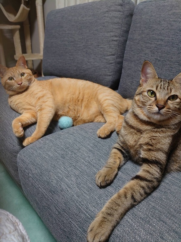 鉄火ちゃん　仲良し