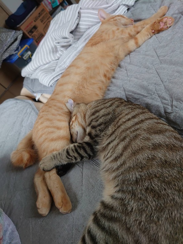 鉄火ちゃん　仲良し