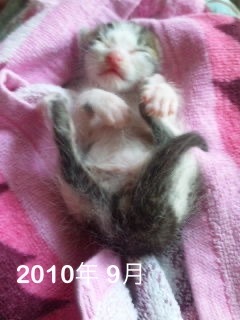 捨てられていた子猫