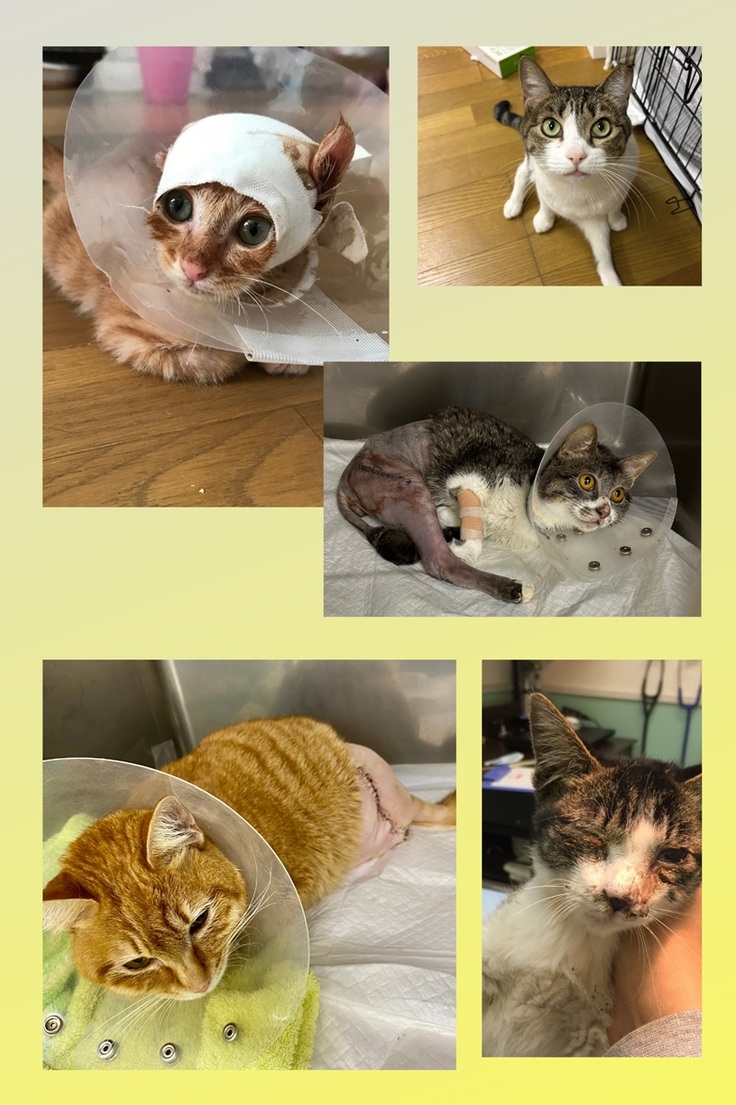 負傷したり障害がある猫ちゃんたち