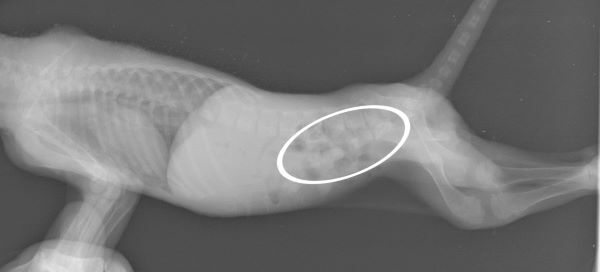 ↑○部分の連なっているものが糞です