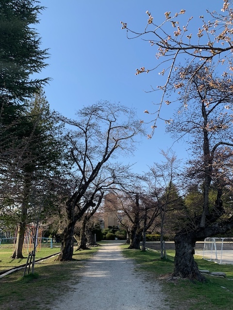 4/13（土）の桜並木