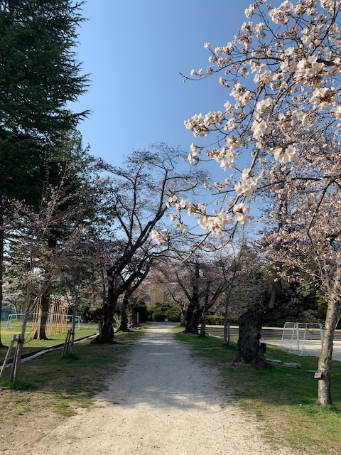 4/14（日）桜並木