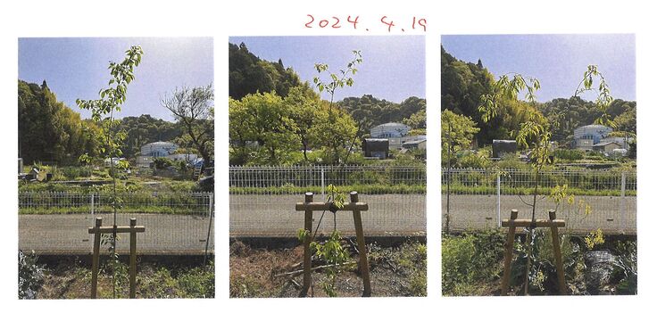 左からソメイヨシノ・ジンダイアケボノ・ヤエベニシダレです。