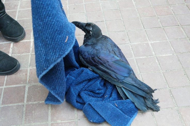 batch_Corvus macrorhynchos・トリモチがつく・南7条西2丁目EX PLAZAビル：24.04.13.035.JPG