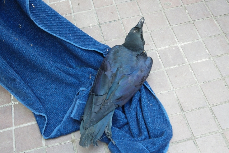 batch_Corvus macrorhynchos・トリモチがつく・南7条西2丁目EX PLAZAビル：24.04.13.002.JPG