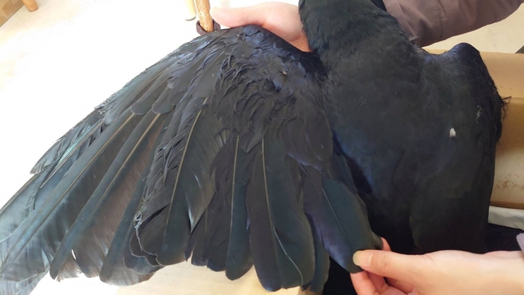 batch_Corvus macrorhynchos・トリモチがつく・南7条西2丁目EX PLAZAビル：24.04.13.008.jpg