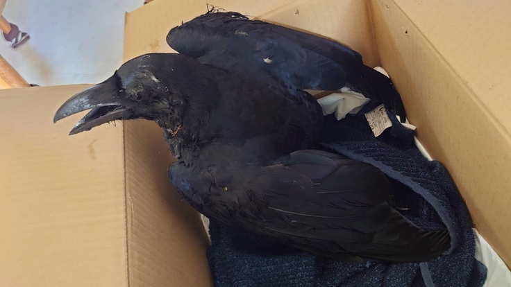 batch_Corvus macrorhynchos・トリモチがつく・南7条西2丁目EX PLAZAビル：24.04.13.009.jpg