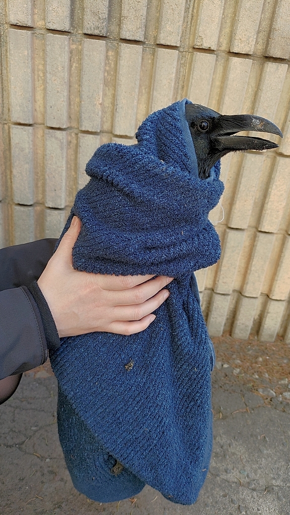 batch_Corvus macrorhynchos・トリモチがつく・南7条西2丁目EX PLAZAビル：24.04.13.034.jpg