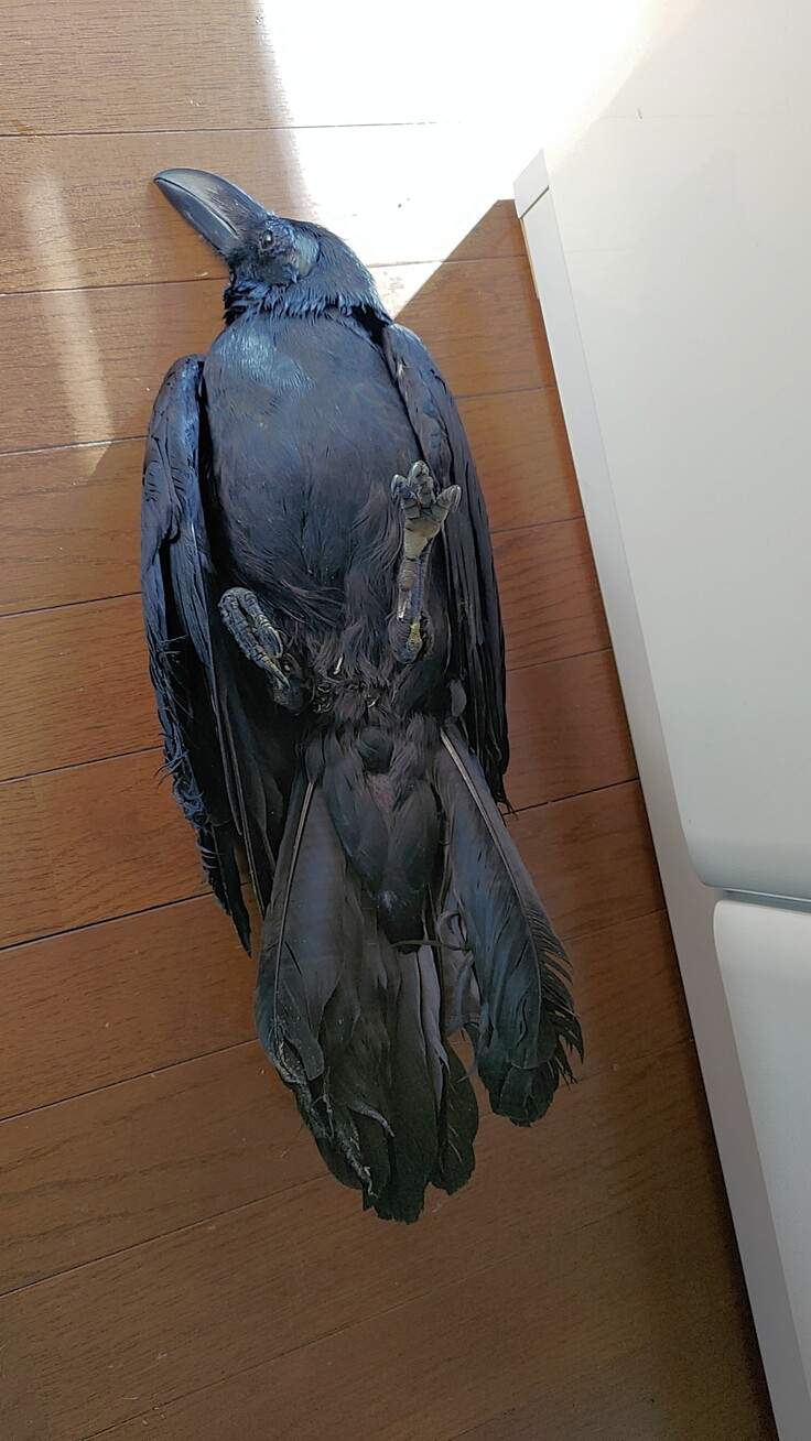 Corvus macrorhynchos・成鳥・トリモチ・南７条西2丁目：24.04.15.035.jpg