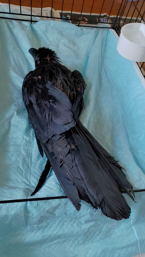 batch_Corvus macrorhynchos・トリモチがつく・南7条西2丁目EX PLAZAビル：24.04.14.002.jpg