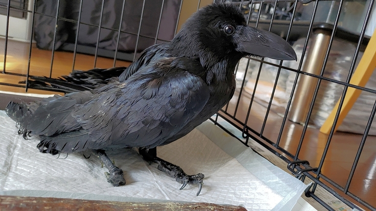 batch_Corvus macrorhynchos・成鳥・トリモチ・南７条西2丁目：24.04.15.024.jpg
