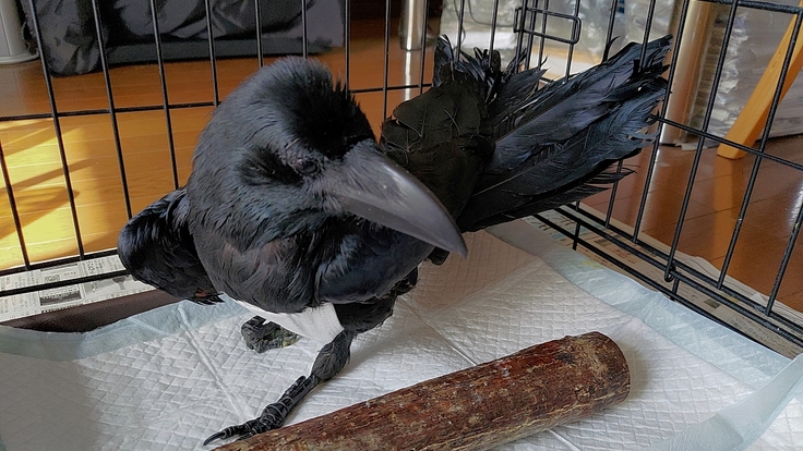 batch_Corvus macrorhynchos・成鳥・トリモチ・南７条西2丁目：24.04.15.030.jpg