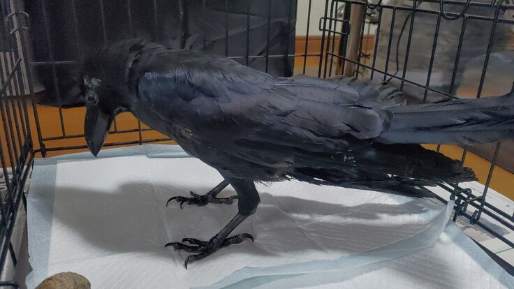 Corvus macrorhynchos・成鳥・トリモチ・南7条西2丁目：24.04.18..028 (2).jpg