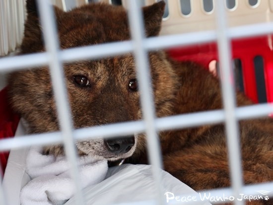 福岡県動物愛護センターから引き出した「コアラ」