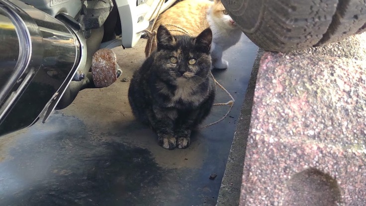 昨年10月に産まれた子たち