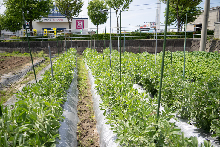 一寸そら豆の畑の様子