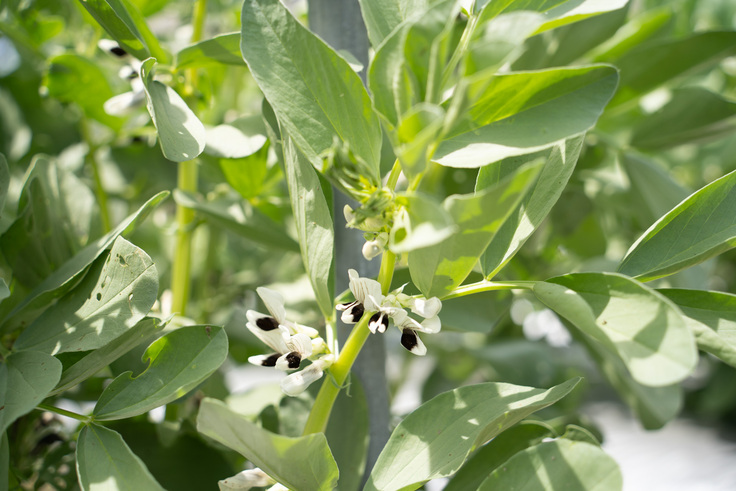 一寸そら豆の白い花