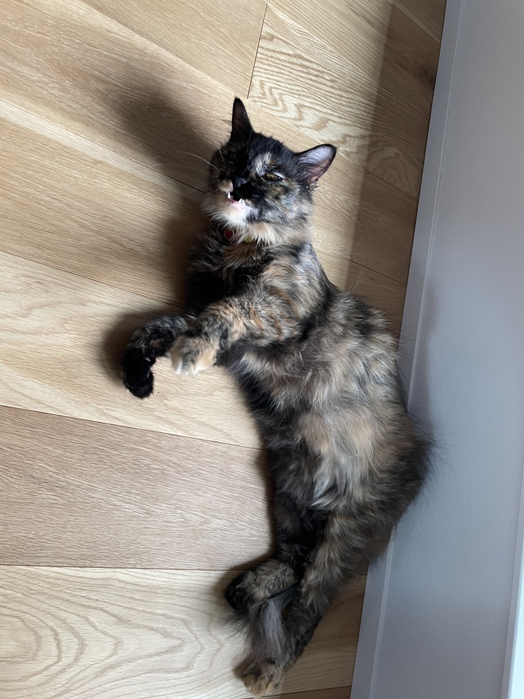 しゃくれステラw