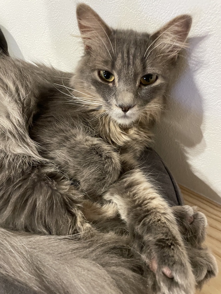 寝起きのアッシュ