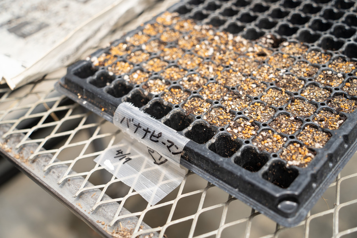 バナナピーマン