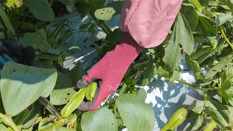 そら豆の収穫-連続.gif