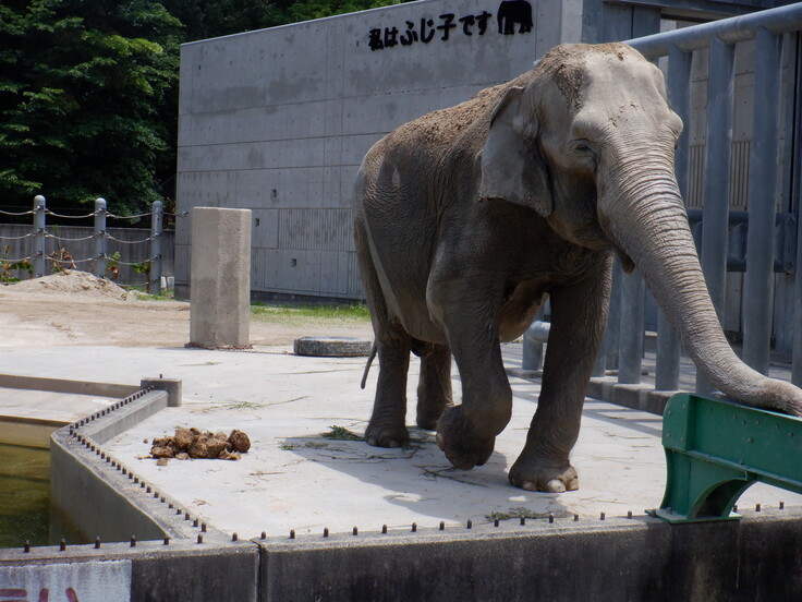 ふじ子さんとうんち