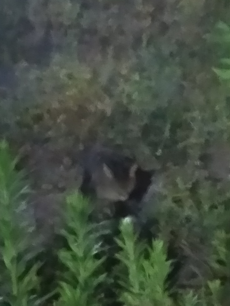 アビシニアンちゃん