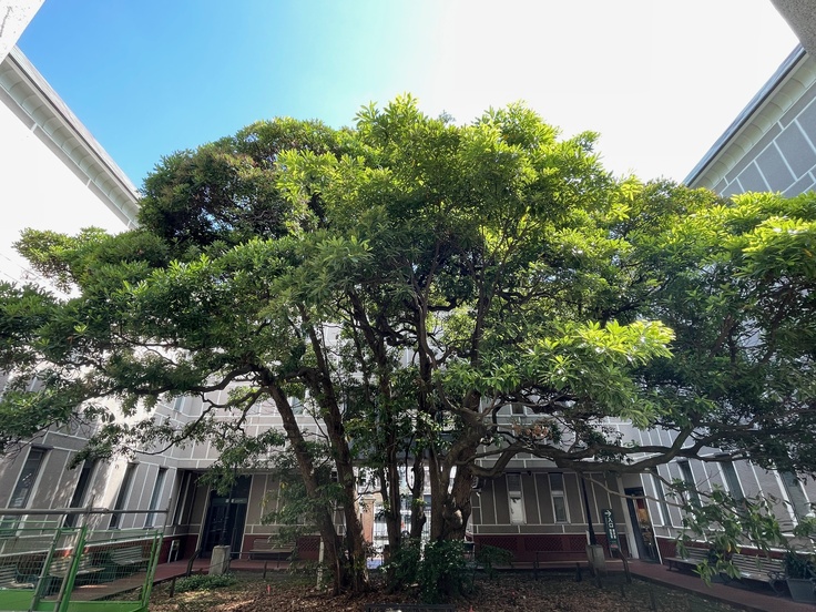 2024年5月26日のたまくすの木