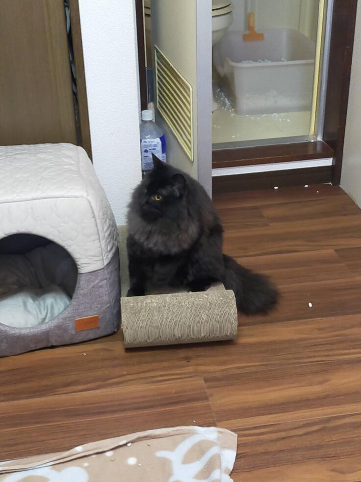 人間大好き隻眼のモーシェ君