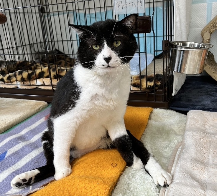 大怪我で下半身麻痺となった銀次郎君　　しっかりしたお顔になってきました！