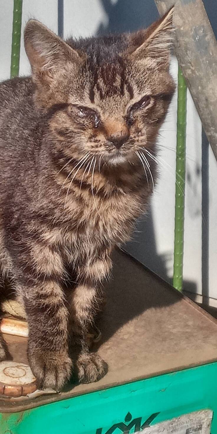 とら子ちゃんのお兄ちゃん