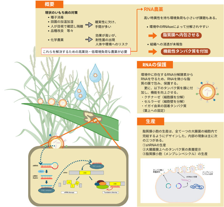 いもち病菌用MVを用いたRNA農薬の概要