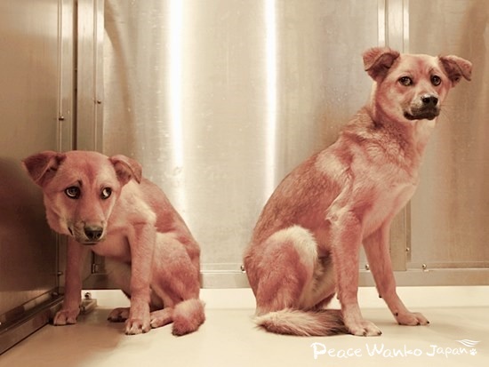 この子たちの兄弟姉妹はまだ山で暮らしているかもしれません