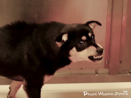 歯を剥きだして威嚇していた野犬の子