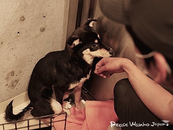 「咬んでもいいよ」という安倍に撫でてもらい、震えもとまって落ち着いてきました