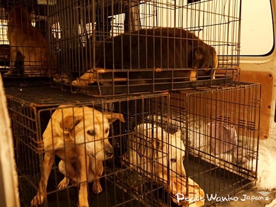 不安そうな野犬たち。全て保護して幸せにします