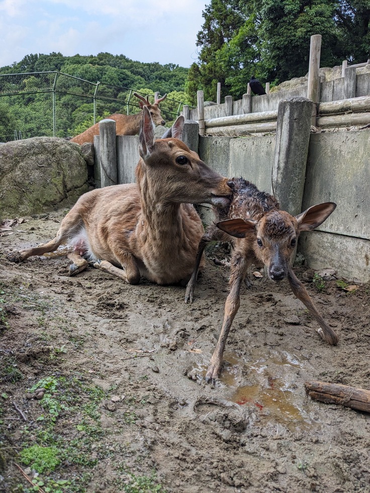 クララが立った！