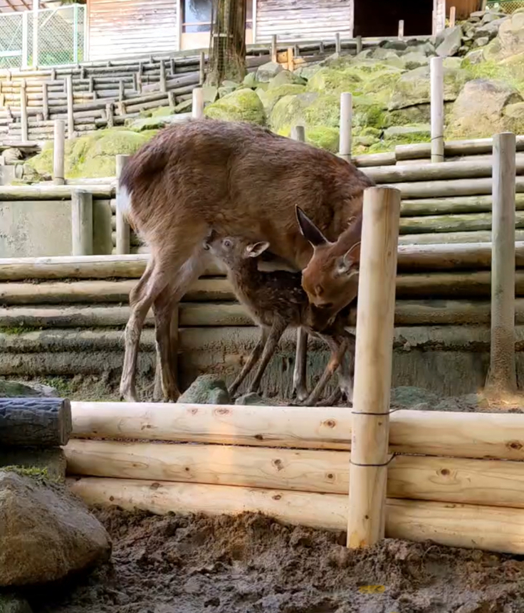おっぱいを探すクララ