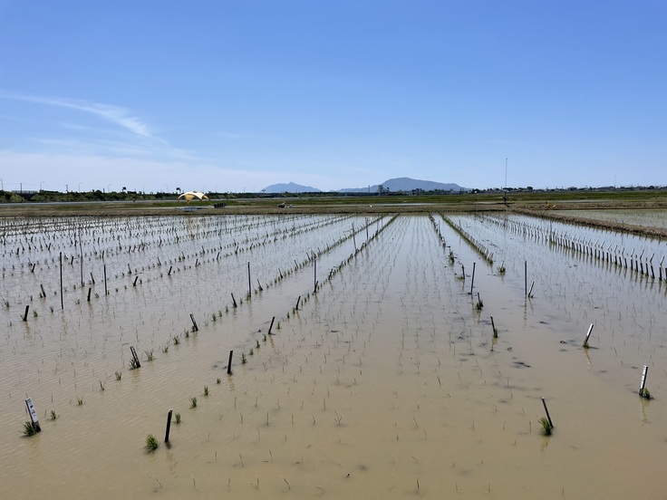田んぼの様子です.jpeg
