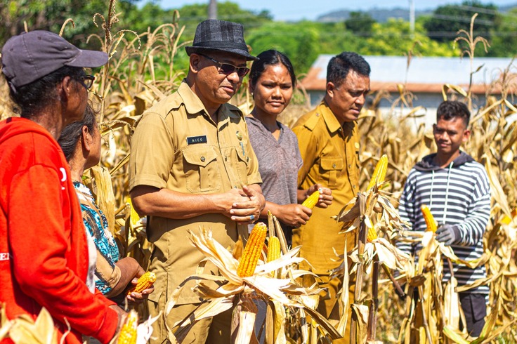 トウモロコシの収穫