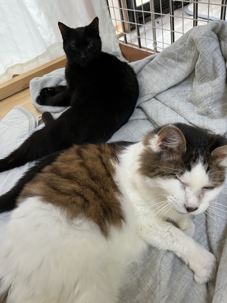 看板犬トットおじいちゃんのスペースに潜り込んだミルクおばあちゃんとチョコくん