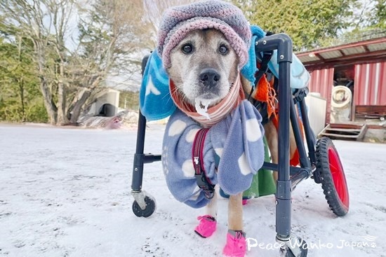 暖かい服を着て車椅子でお散歩する「ファン」