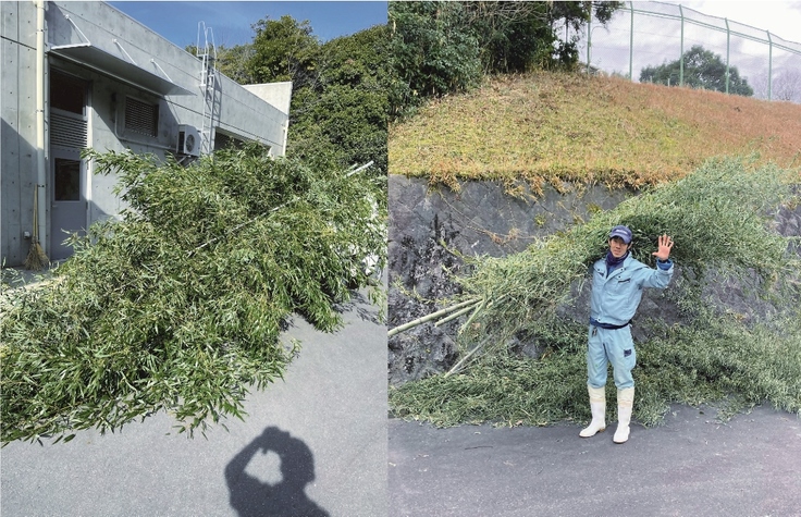 竹を採ってきたところ