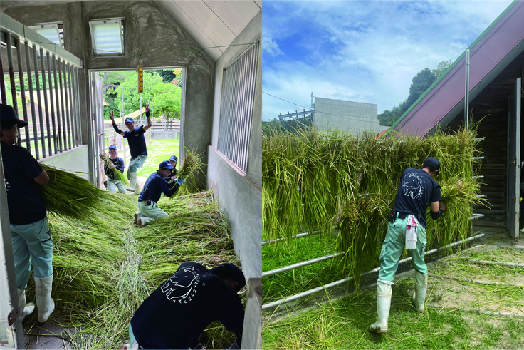 稲わらを作る作業中