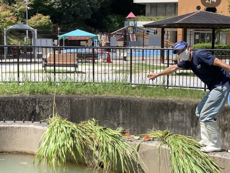 プールの端に青草をセット