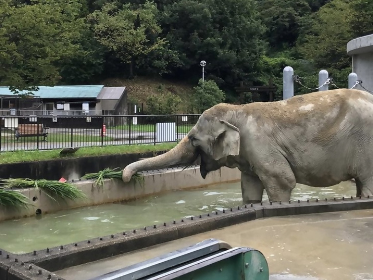 プールでエサを取るふじ子さん