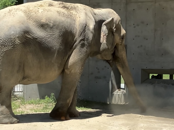 ビューイングシェルター目の前に来るふじ子さん