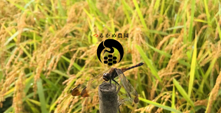 Screenshot 2024-06-26 at 19-01-03 つるかめ農園オンラインショップ.png