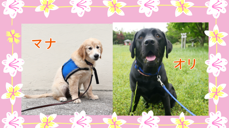 2024候補犬_1200 x 675 のコピー.png